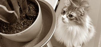 諸事情のため寺院名非公開