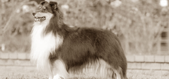 諸事情のため寺院名非公開