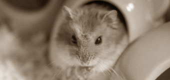 諸事情のため寺院名非公開