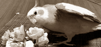 諸事情のため寺院名非公開